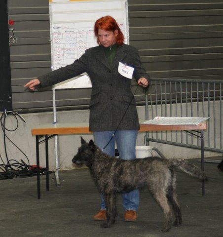 Hollandse Herder, Holl�ndischer Sch�ferhund, Aloha kakou