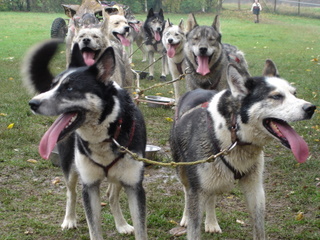 Berger Picard, Hollandse Herder, Holl�ndischer Sch�ferhund, Aloha kakou