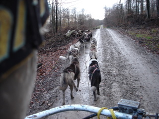 Berger Picard, Hollandse Herder, Holl�ndischer Sch�ferhund, Aloha kakou