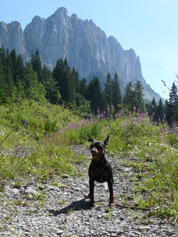 Odell, Zwergpinscher, Aloha kakou
