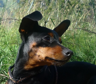 Odell, Zwergpinscher, Aloha kakou