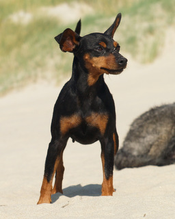 Zergpinscher, Odell, Aloha kakou