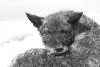 Bofin, Hollandse Herder, Holl�ndischer Sch�ferhund, Aloha kakou