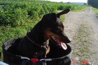 Zwergpinscher, Odell