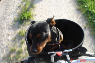 Zwergpinscher, Odell