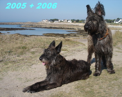 Berger Picard, Hollandse Herder, Holl�ndischer Sch�ferhund, Aloha kakou