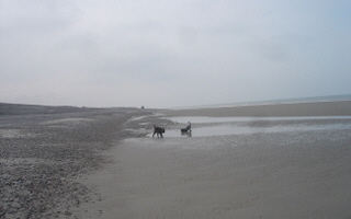 Berger Picard, Hollandse Herder, Holl�ndischer Sch�ferhund, Aloha kakou