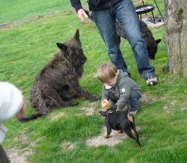 Berger Picard, Hollandse Herder, Holl�ndischer Sch�ferhund, Zwergpinscher, Aloha kakou