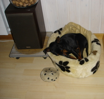Odell, Zwergpinscher, Aloha kakou
