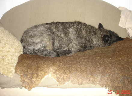 Hollandse Herder, Holl�ndischer Sch�ferhund, Bofin, Aloha kakou