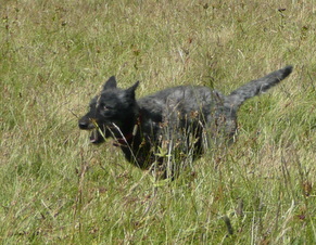 Bofin, Hollandse Herder