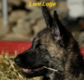 Lani Lotje