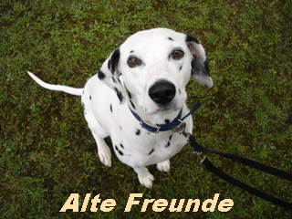 Berger Picard, Hollandse Herder, Holl�ndischer Sch�ferhund, Aloha kakou