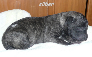 silber