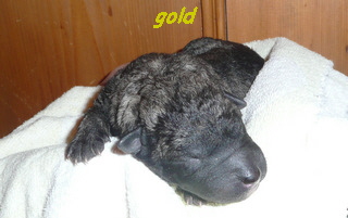 gold