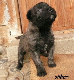 silber