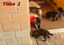 Video 1