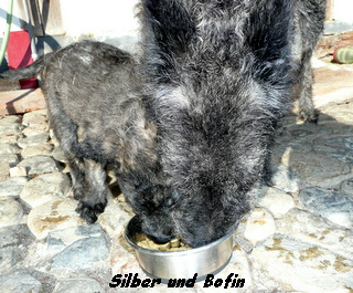 Silber und Bofin