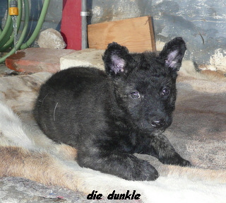 die dunkle