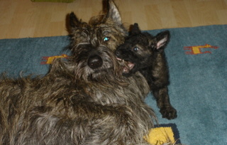 Berger Picard, Hollandse Herder, Holl�ndischer Sch�ferhund, Aloha kakou