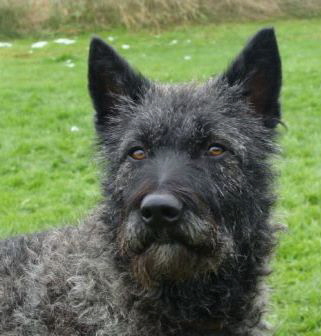Berger Picard, Hollandse Herder, Holl�ndischer Sch�ferhund, Aloha kakou