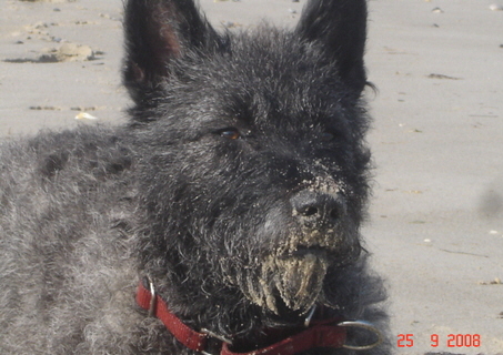 Berger Picard, Hollandse Herder, Holl�ndischer Sch�ferhund, Aloha kakou