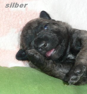 silber