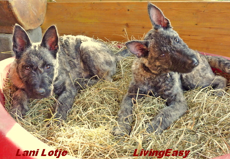 Lani Lotje                      LivingEasy