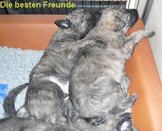 Die besten Freunde