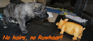 No hairs, no Ruwhaar!