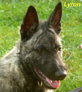 Lyron