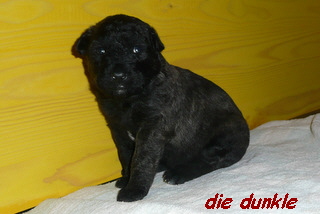 die dunkle