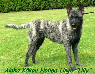 Aloha K�kou Nohea Linge 