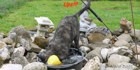 Ups!!!