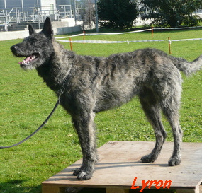 Lyron