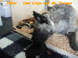 Video:   Lani Lotje und die Zwerge