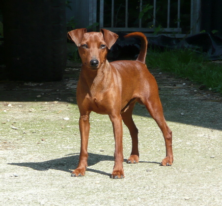 Berger Picard, Hollandse Herder, Holl�ndischer Sch�ferhund, Aloha kakou