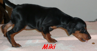 Miki