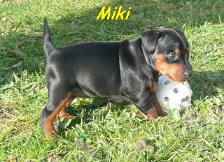 Miki