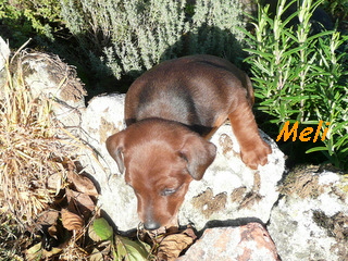 Meli