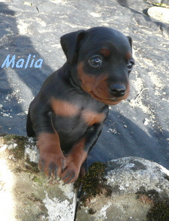 Malia