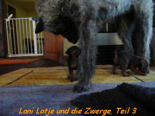 Lani Lotje und die Zwerge, Teil 3
