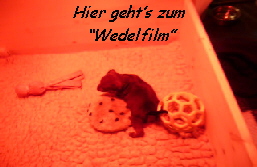 Hier geht�s zum
 �Wedelfilm�