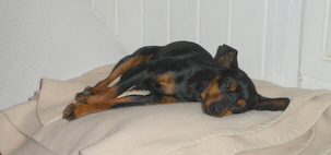 Berger Picard, Hollandse Herder, Holl�ndischer Sch�ferhund, Aloha kakou