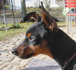 Odell, Zwergpinscher, Aloha kakou