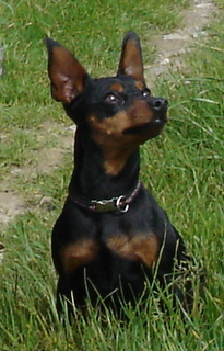 Berger Picard, Hollandse Herder, Holl�ndischer Sch�ferhund, Aloha kakou