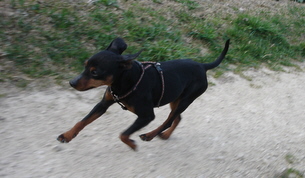 Zwergpinscher, Odell, Aloha kakou