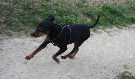 Odell, Zwergpinscher, Aloha kakou