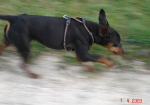 Zwergpinscher, Odell, Aloha kakou