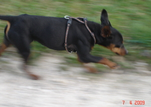 Berger Picard, Hollandse Herder, Holl�ndischer Sch�ferhund, Aloha kakou